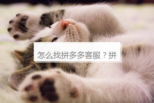 怎么找拼多多客服？拼多多客服能有用吗？