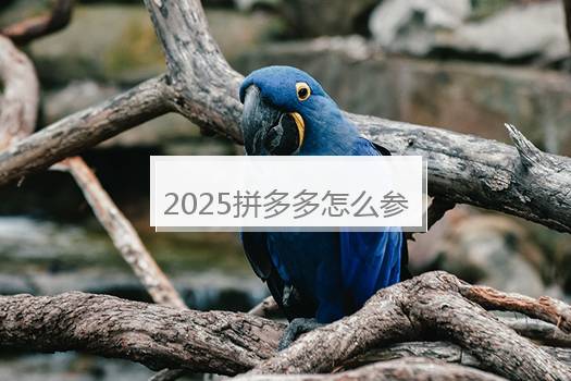 2025拼多多怎么参与别人的拼单？自己开团在哪里？