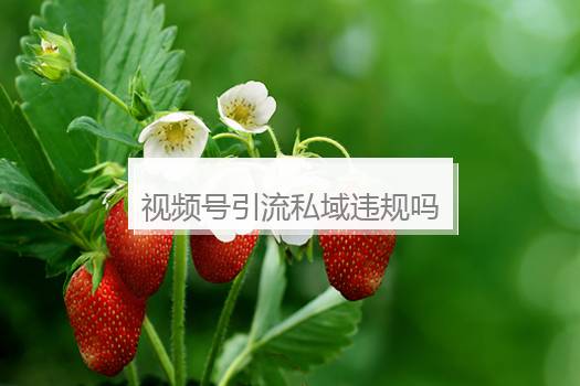 视频号引流私域违规吗？视频号引流怎么样